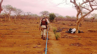 Cipe Caatinga apreende 20 mil pés de maconha