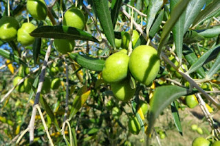 Pomar produtivo de oliveiras do Nordeste