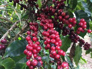 Café da agricultura familiar na Chapada