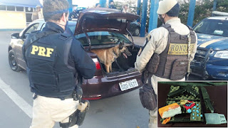 Cadela da Rondesp Chapada localiza drogas em veículo