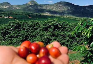 Cafés produzidos por mulheres em Ibicoara, Piatã e Vitória da Conquista, estão entre os melhores do Brasil