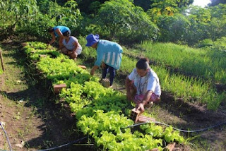 Governo Federal inicia pagamento do Garantia-Safra 2019/2020 em Guanambi; confira o calendário