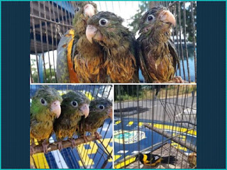 Pássaros de diversas espécies foram resgatados pela PRF na Chapada Diamantina