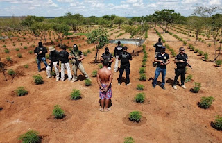 Polícia Civil erradica plantação de maconha avaliada em R$ 32 milhões na Bahia