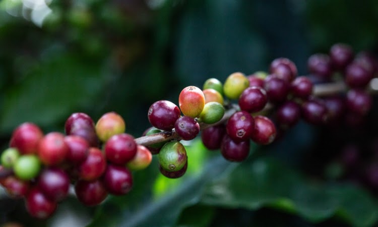 Qualidade do café produzido na Chapada Diamantina garante preços acima do mercado