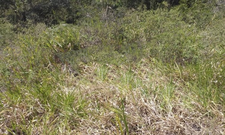 Dois corpos em estado de decomposição são encontrados na Chapada Diamantina