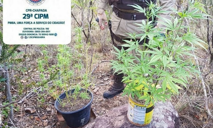 Polícia Militar apreende pés de maconha na zona rural de Piatã