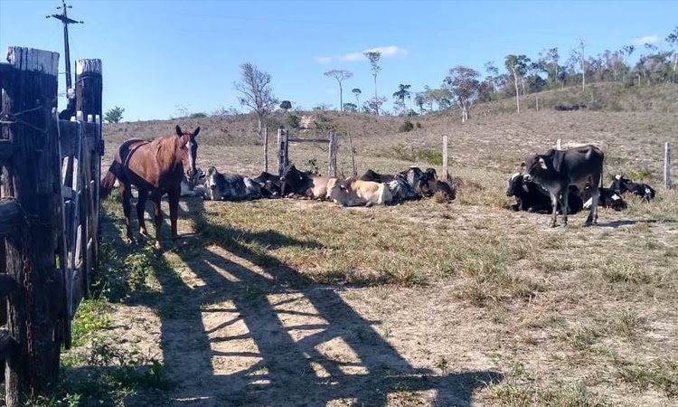 Itapetinga: Polícia Civil recupera gado avaliado em mais de R$100 mil