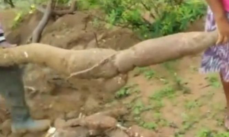 Agricultores colhem mandioca com mais de quatro metros no município de Seabra
