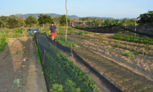 Agricultores de Ituaçu e Lagoa Real contam com o benefício do Garantia-Safra