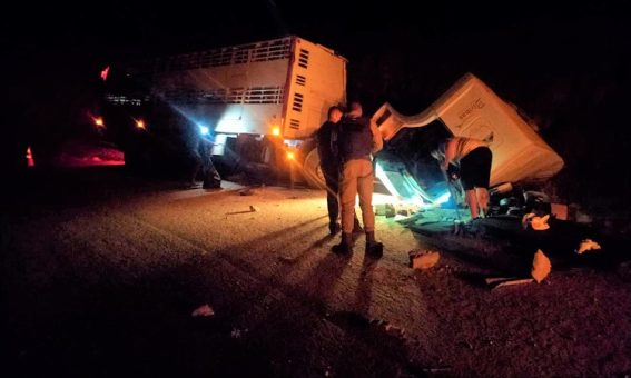 Caminhão carregado com porcos tomba e animais ficam presos às ferragens, em Rio de Contas
