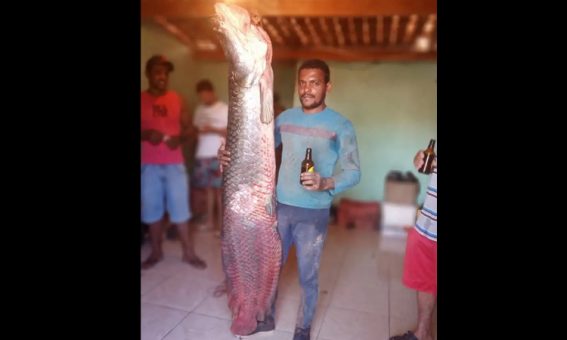 Pirarucu de 70 Kg é pescado no Rio Paraguaçu na Chapada Diamantina