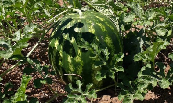 Produção de melancias aumenta renda de agricultores familiares de Palmas de Monte Alto