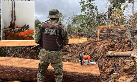 Ibicoara: Cippa Lençóis recupera 70 metros de madeira com suspeito