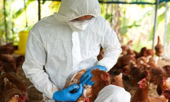 Bahia decreta emergência zoossanitária para influenza aviária H5N1