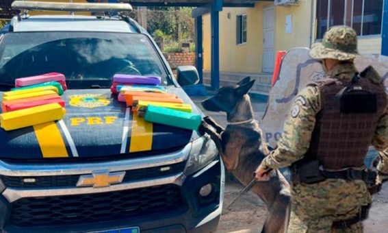 Polícia apreensão de quase de 30 Kg de maconha na região da Chapada Diamantina