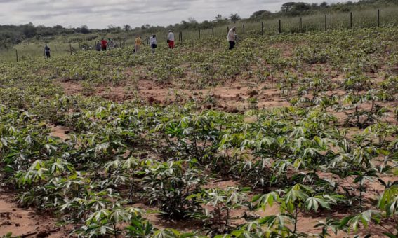 Maniveiro fortalece produção de mandioca da agricultura familiar no Sudoeste Baiano