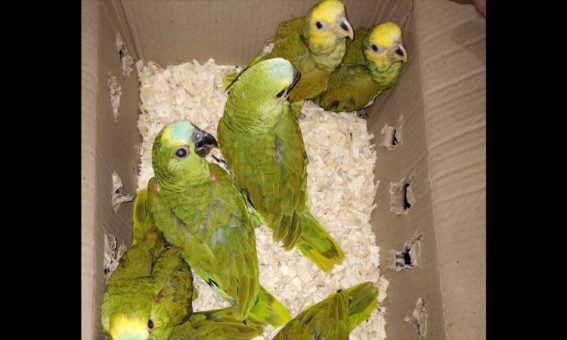 Quarenta e seis aves silvestres são resgatadas pela Cippa na Chapada Diamantina