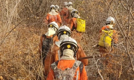 Cerca de 200 bombeiros atuam no combate de incêndios florestais em 16 cidades da Bahia