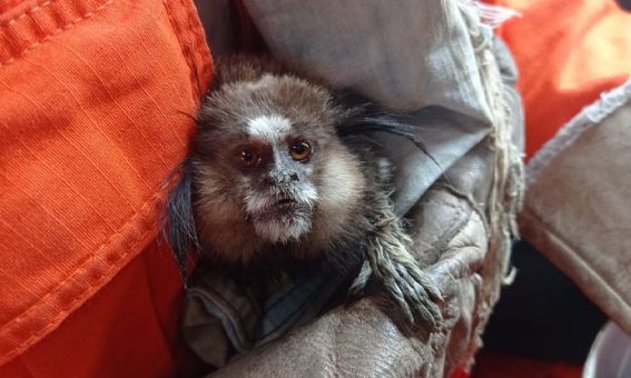 Guarnição de combate a incêndio florestal resgata mico na região da Chapada Diamantina