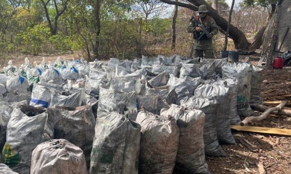 Vinte e cinco toneladas de carvão vegetal ilegal são apreendidas pela Cippa Lençóis