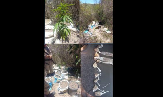 Polícia localiza e destrói plantação de maconha na zona rural de Barra da Estiva