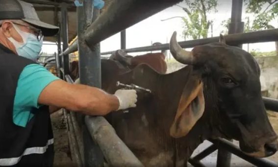 Bahia realiza vacinação contra a febre aftosa até o dia 30 de novembro