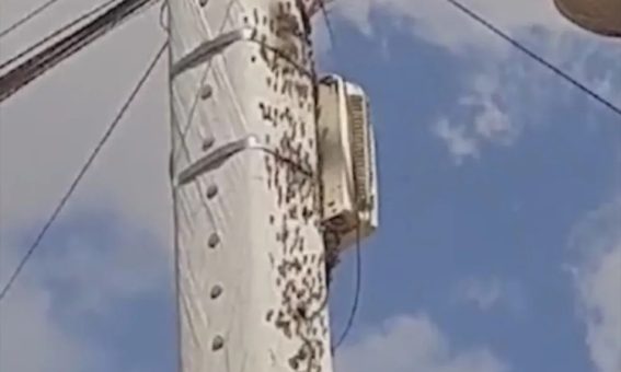 Homem é internado em UTI após levar cerca de 30 picadas de abelhas em Vitória da Conquista