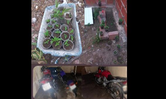 Operação policial descobre cultivo de maconha e apreende motocicletas em Barra da Estiva