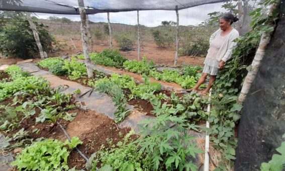 Quintais produtivos trazem renda e autoestima a mulheres agricultoras de Iraquara