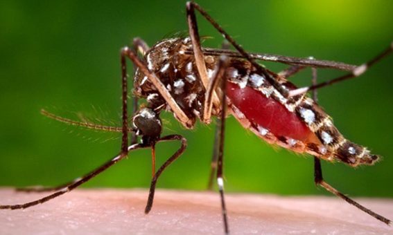 Brasil enfrenta epidemia de dengue em 2024: Números alarmantes e desafios na Bahia
