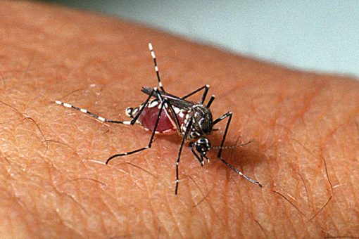 Adolescente de 17 anos e mulher de 30 morrem de dengue em Guanambi