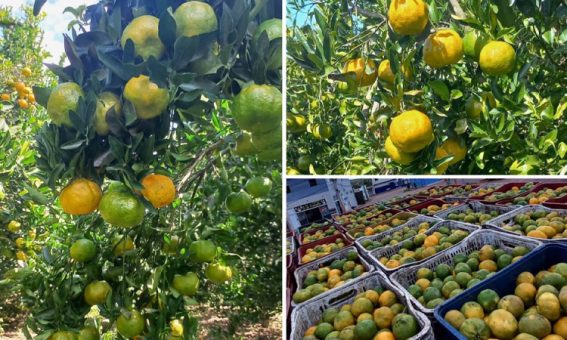 Produção de tangerinas na Chapada Diamantina impulsiona desenvolvimento da região