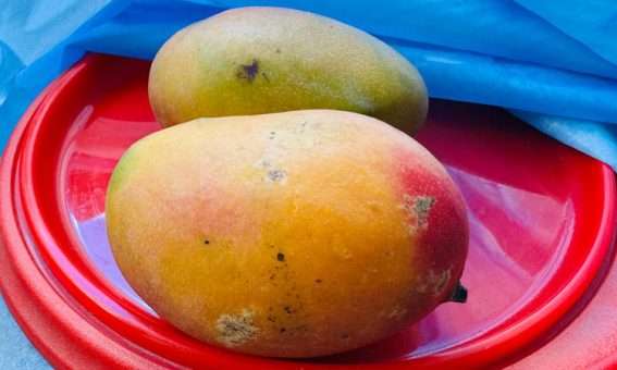 Fruticultura baiana atinge patamar recorde e gera R$ 5,7 bilhões em 2023