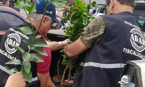 Operação ‘Nem Tudo São Flores’ combate pragas na citricultura em municípios do Sudoeste da Bahia